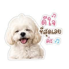 The white poodle dog "Brownie"