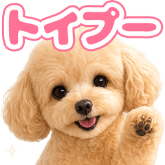 とびだす★トイプードル★トイプー★犬いぬ