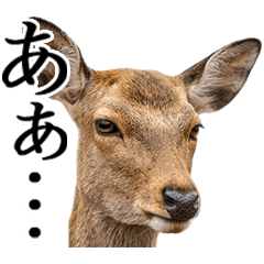 BIG! 【デカ文字】ずっと使える奈良の鹿