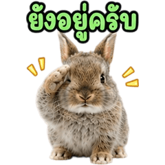 Adorable Netherland Dwarf V.17