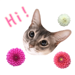 花と猫 ダリアとソマリ