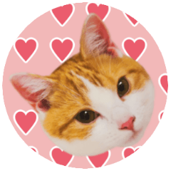 CAT Airu&Mango