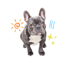 Baboo The Frenchie