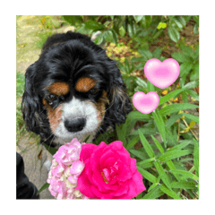 犬とハムスタースタンプPart 1