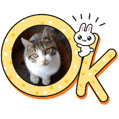 猫の魅力満載スタンプ