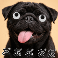 動くおめめ犬-黒パグ