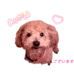 使いやすいわんこのスタンプ