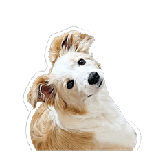 Fluffy Border Collie Stickers