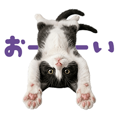 感情伝わるハチワレ猫リアクションスタンプ