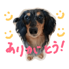 K.カイ ダックス