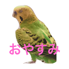 鳥ランド