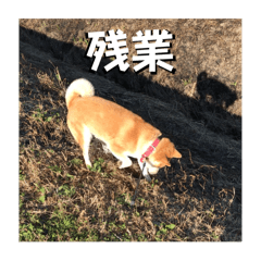 柴犬あんずの日常③