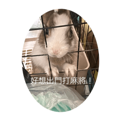 Dog or Rabbit_20241113173550