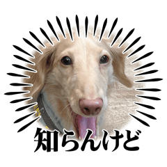 ミニチュアダックス、ミロの気持ち。