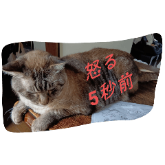 ぬこスタンプ cat.stamp3