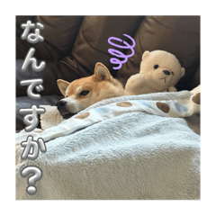 豆柴アロスタンプ3