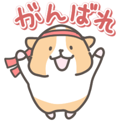 モルモットの日常色々