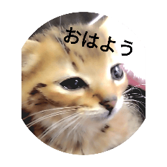 にゃーーーーーーんっ