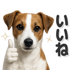 毎日使える！ジャックラッセルテリア