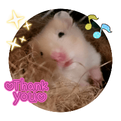 うちのきなこ　ハムスター２