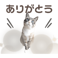 小春とぽぽのスタンプ