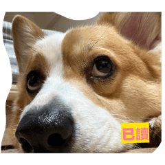 Short-Legged Life- Corgi Diary.