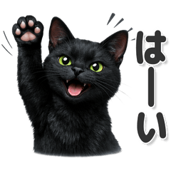 毎日使える！ 黒猫