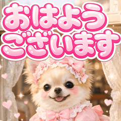 とびだす♡チワワ♡cute♡