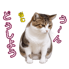 ポコ【保護猫】17