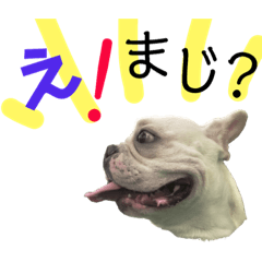 French bulldog-Rocket 3