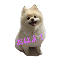 maamin_20181021211030