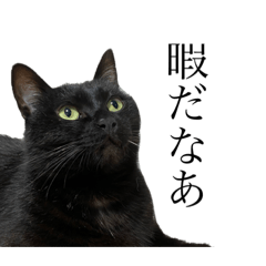 黒猫ひじきの日常会話スタンプ