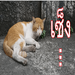 Slang Humor photos V.2