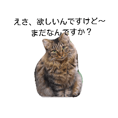 堀口ねこ-1