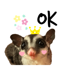 Sugarglider's HANA&THREEHUNRED LIFE