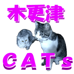 木更津Cats