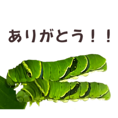 ナミアゲハ【たまご→幼虫→蛹化→蝶】