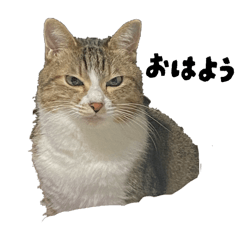 ティラミススタンプ