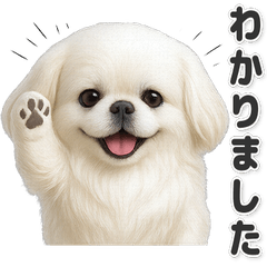 【敬語】使いやすい！ペキニーズ