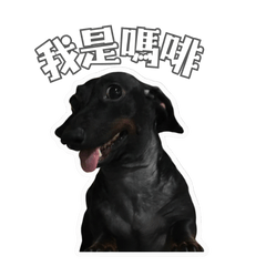 Dachshund Morphia&#39;s Daydreams 2.0