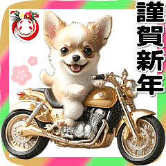 開運金運☆黄金のバイク チワワ 年末年始