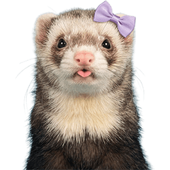 フェレット　実写