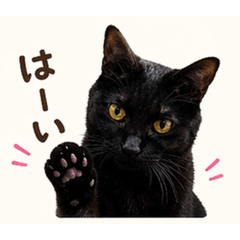 黒猫からのメッセージ