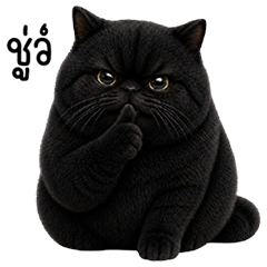 Big, round eyes, chubby and black