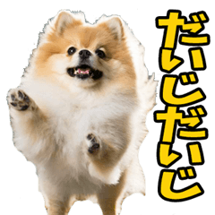 栃木弁☆ポメラニアン