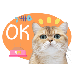 Dollar The Cat!!