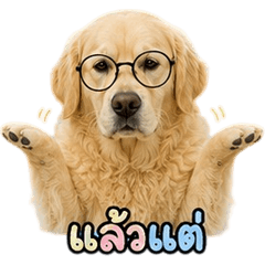 Funny Golden Retriever V.12
