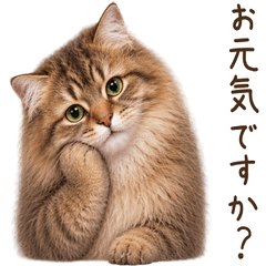気遣い♪ サイベリアン