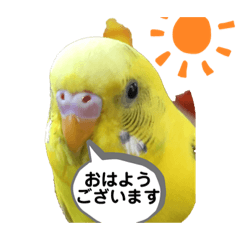 幸せ♡黄色い鳥♡
