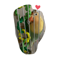 Lovebird Bibo4 因為可愛